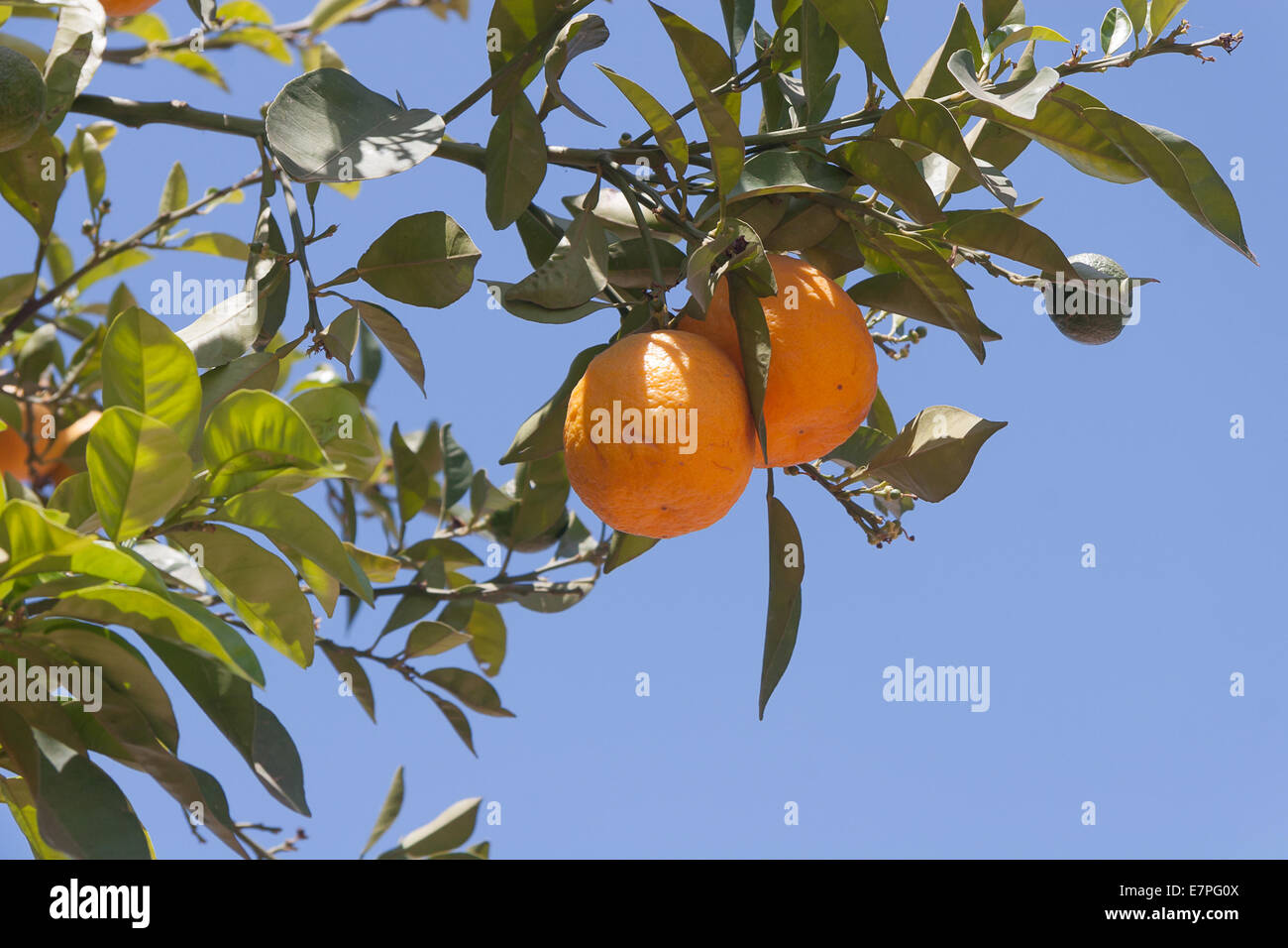 Orangenbäume - Citrus sinensis Stockfoto