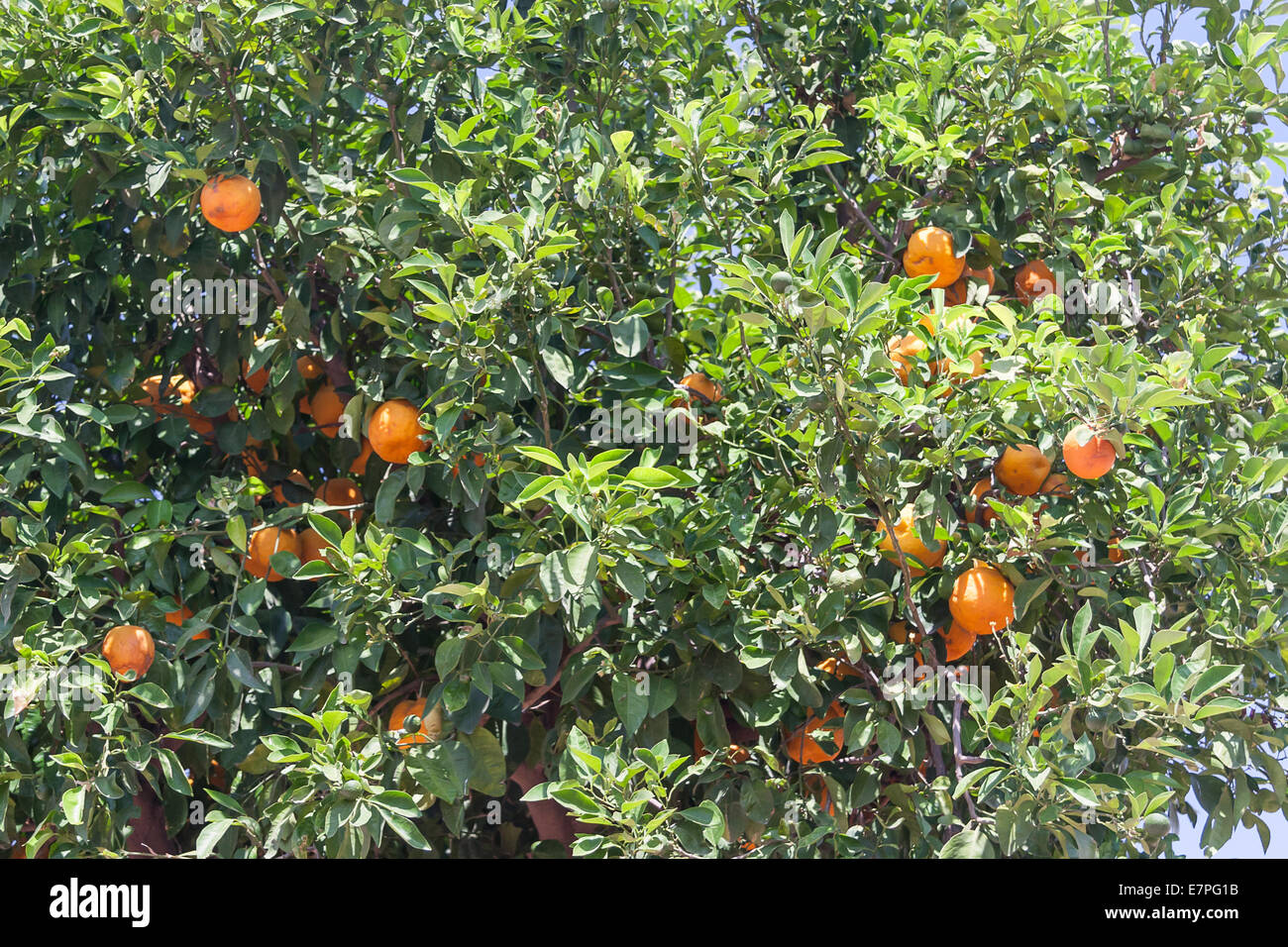 Orangenbäume - Citrus sinensis Stockfoto