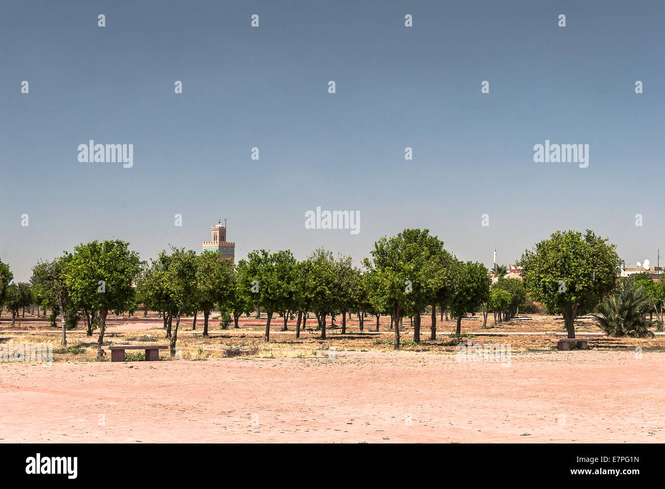 Orangenbäume - Citrus sinensis Stockfoto