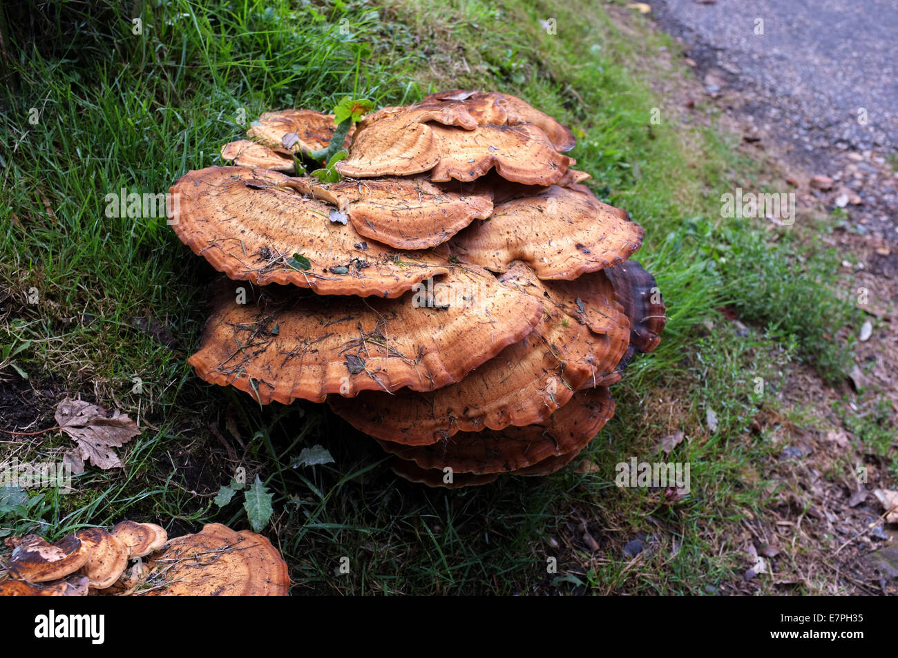 Fliegenpilze im Dorf von Westbere Stadt Canterbury Kent uk 2014 Stockfoto