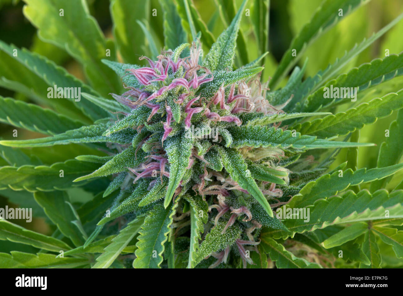 Cannabis Sativa "Skunk" blühende Pflanze. Stockfoto