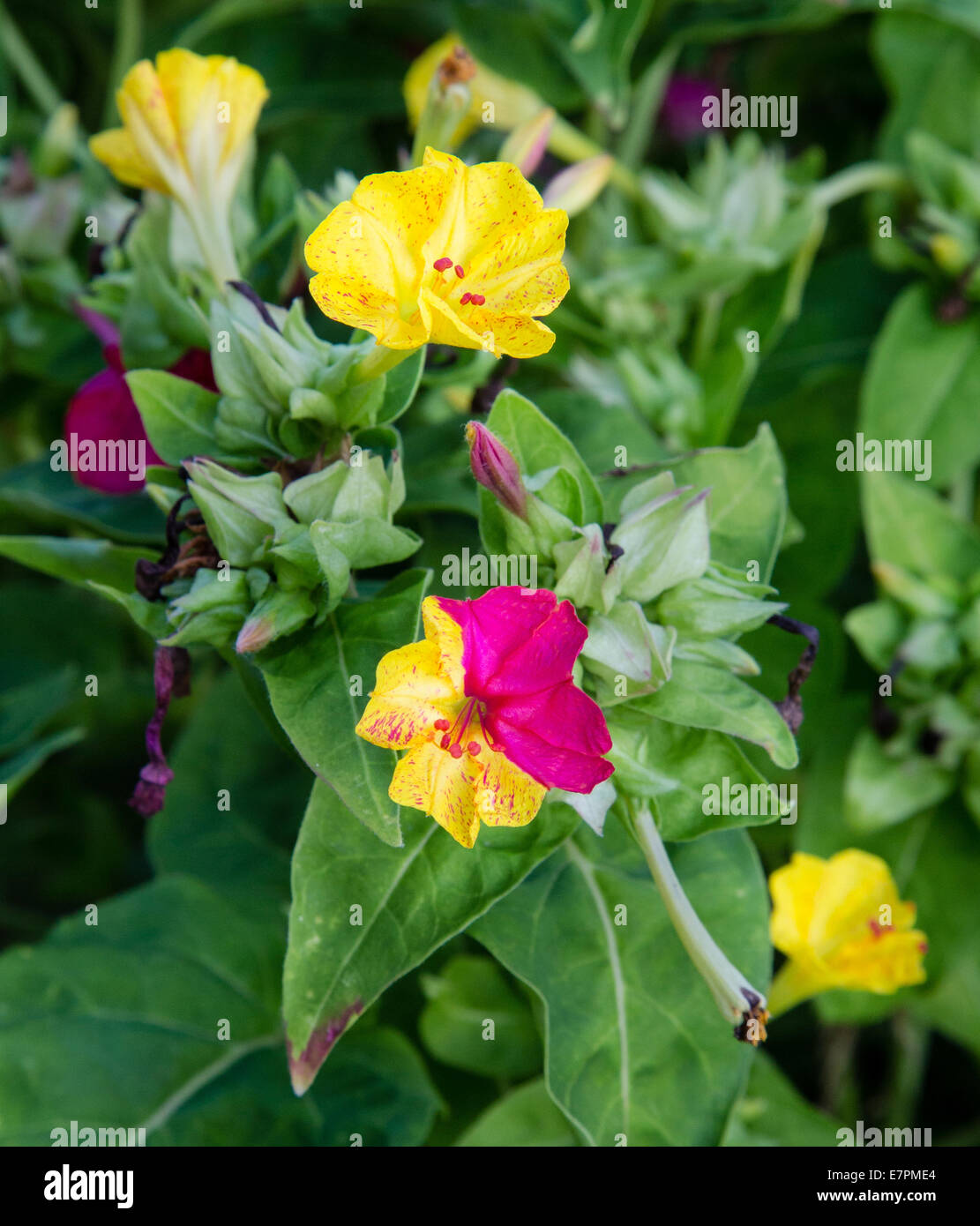 Zwei Ton-Blüten in rot und gelb auf der gleichen Blüte Stockfoto