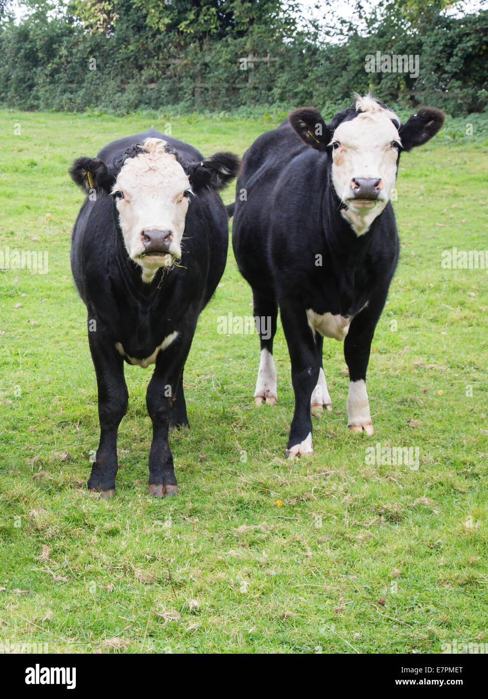 Zwei weiße konfrontiert Rinder nachschlagen aus ihren Weiden in einem Feld von Somerset Stockfoto