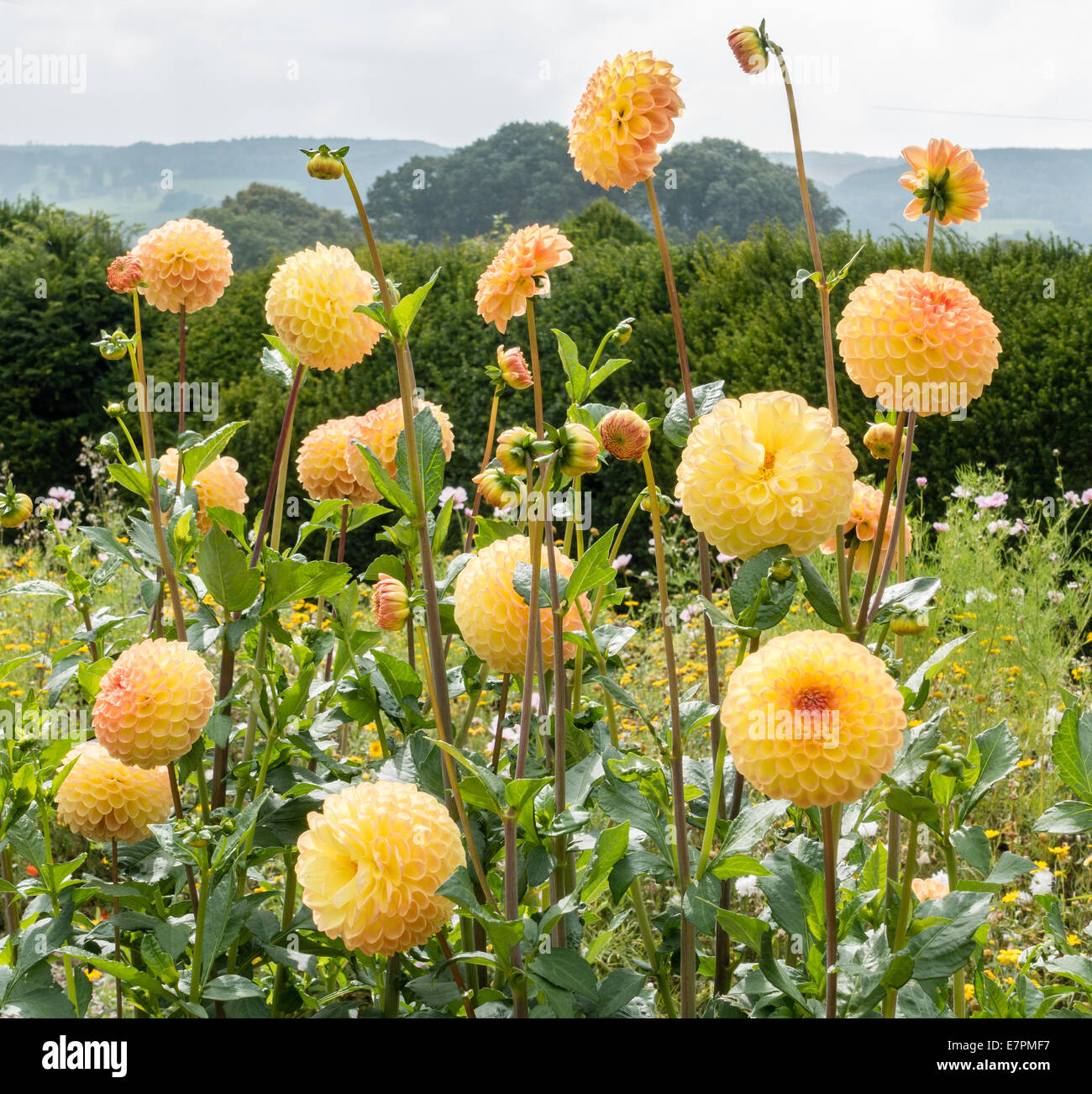 Goldenes Gelb Pom Pom Dahlien in einem englischen Garten Stockfoto