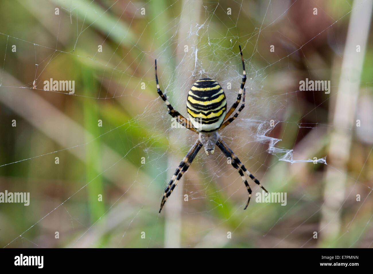 Wasp Spider (Argiope Bruennichi) Stockfoto