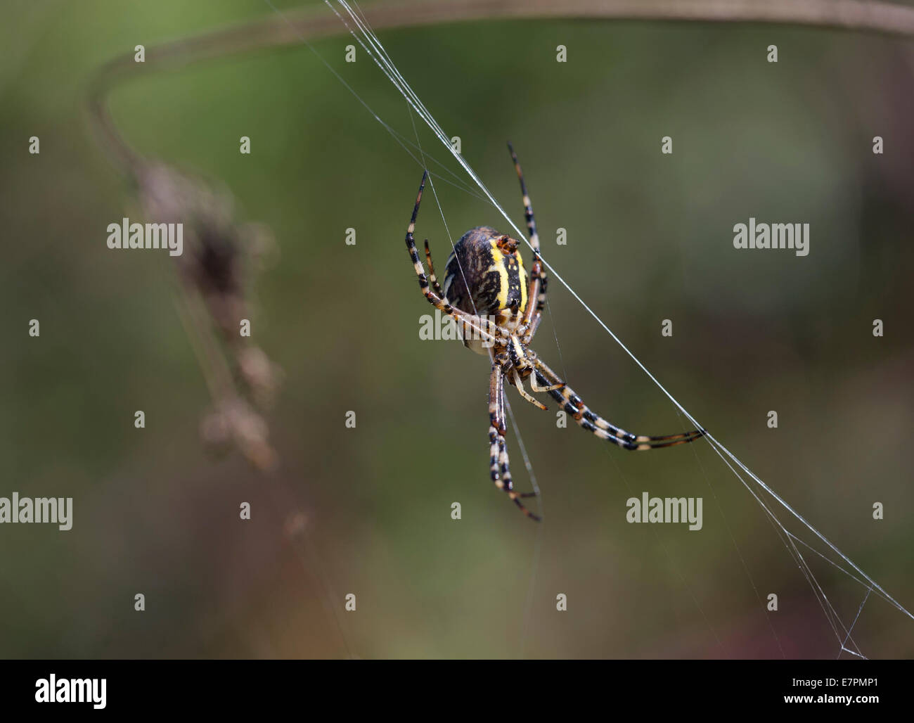 Wasp Spider (Argiope Bruennichi) Stockfoto