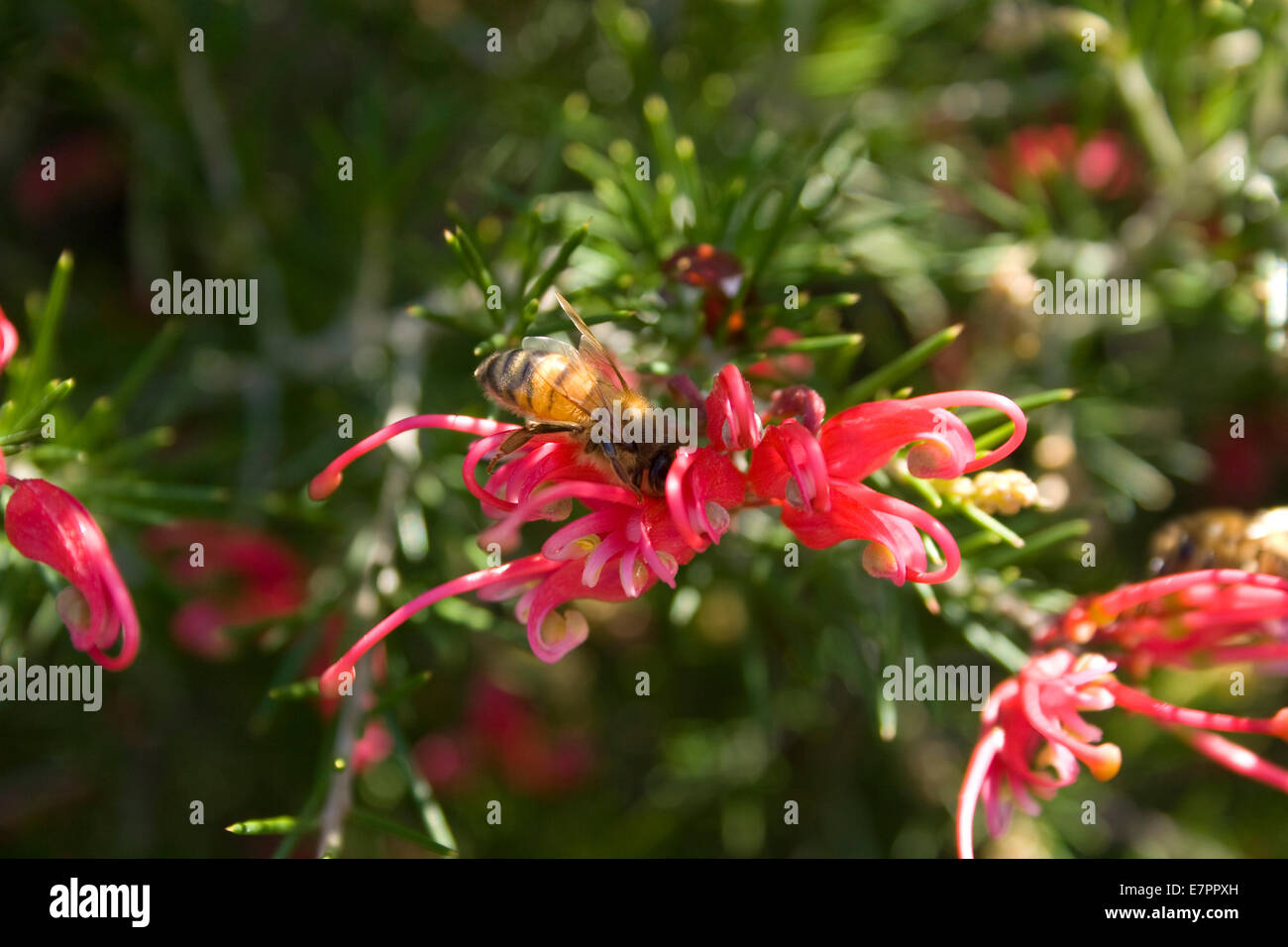 Australische Blume, Grevillea in einem Garten Stockfoto