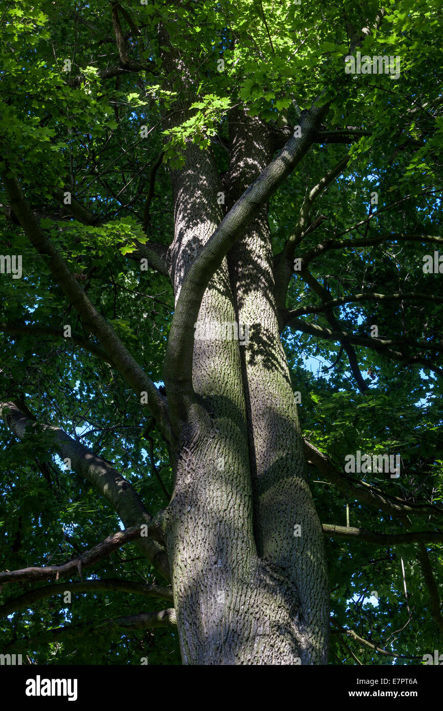 Schauen Sie in den Baum, Ahorn-Tschechien Stockfoto