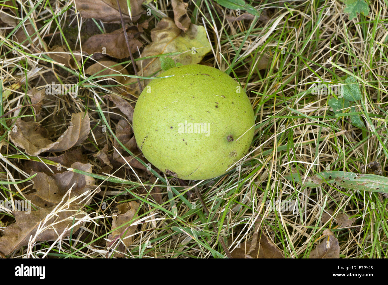 Frucht des östlichen Schwarznuss (Juglans Nigra) Stockfoto