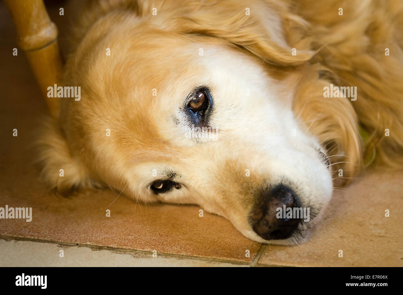 Ein müdes ruht Hund auf einem gefliesten Boden im Haus - nicht stören Stockfoto