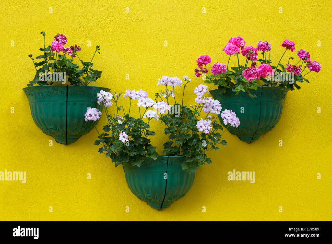 Eingemachte Blume auf die gelbe Wand Stockfoto
