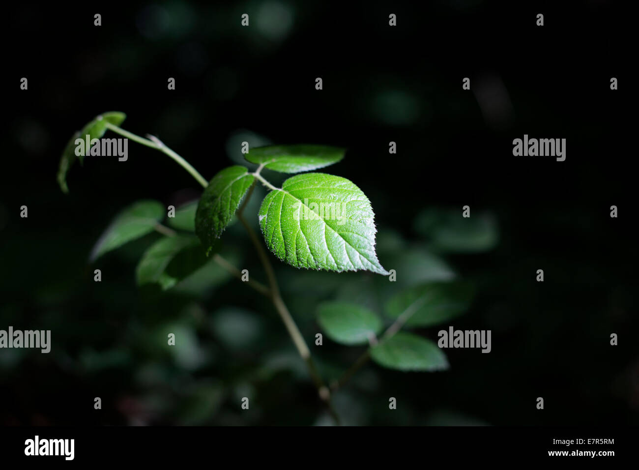 Grünes Blatt mit Sun Spot-Licht im Wald Stockfoto