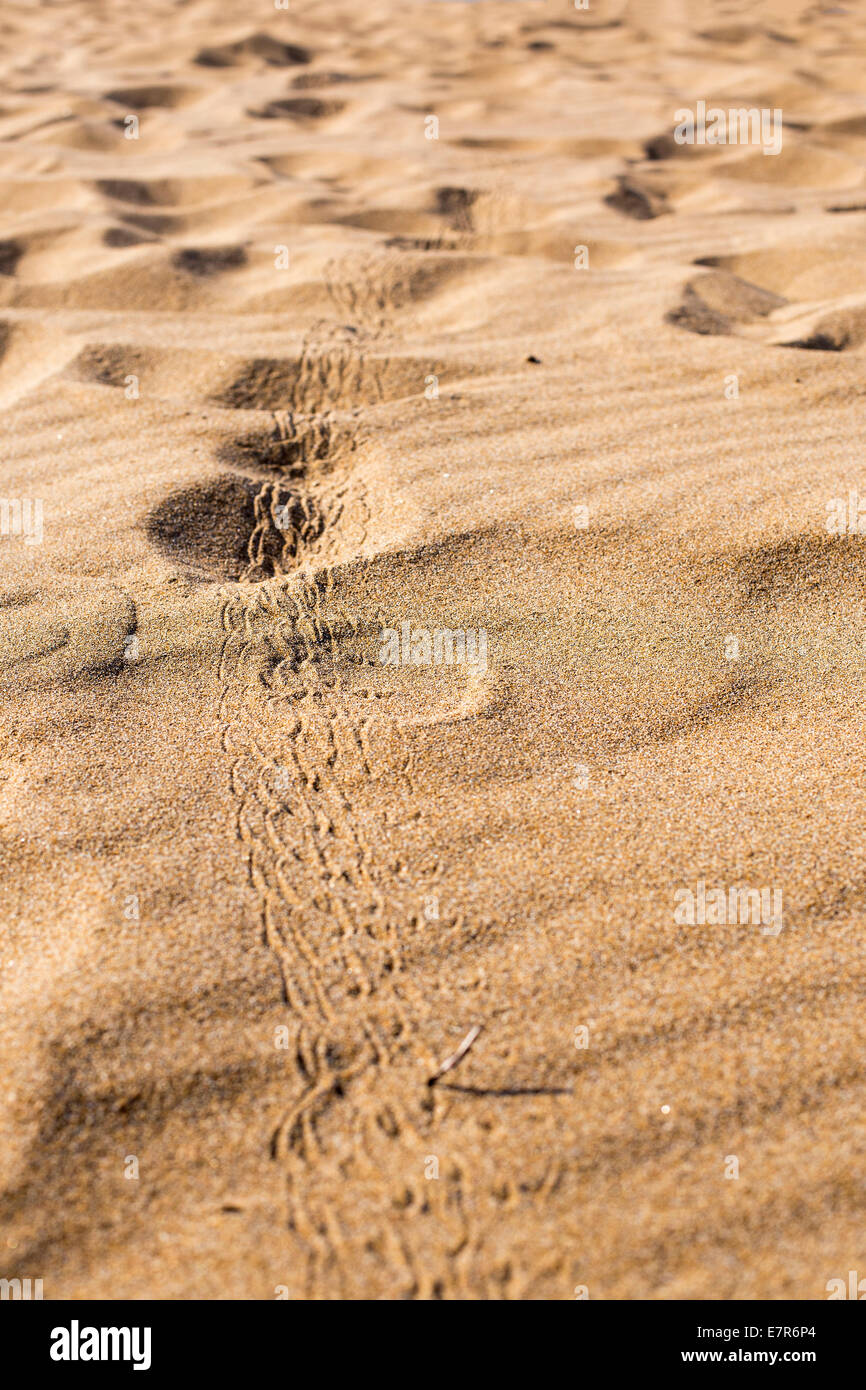 Insekt Spuren im Sand Stockfoto