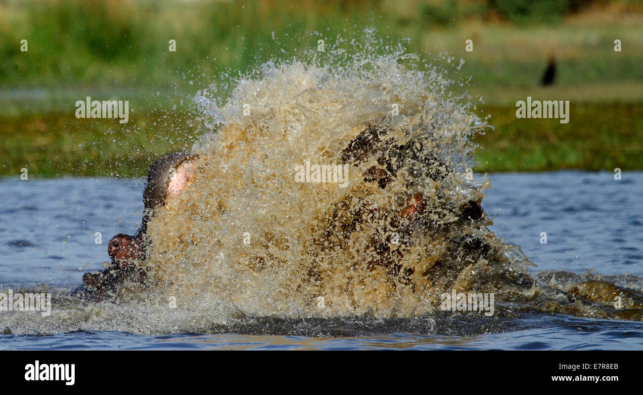 Afrikanischen Riesen Flusspferde, zwei große männliche Flusspferde Kampf gegen Spritzwasser überall selbst zeigen ihre aggression Stockfoto
