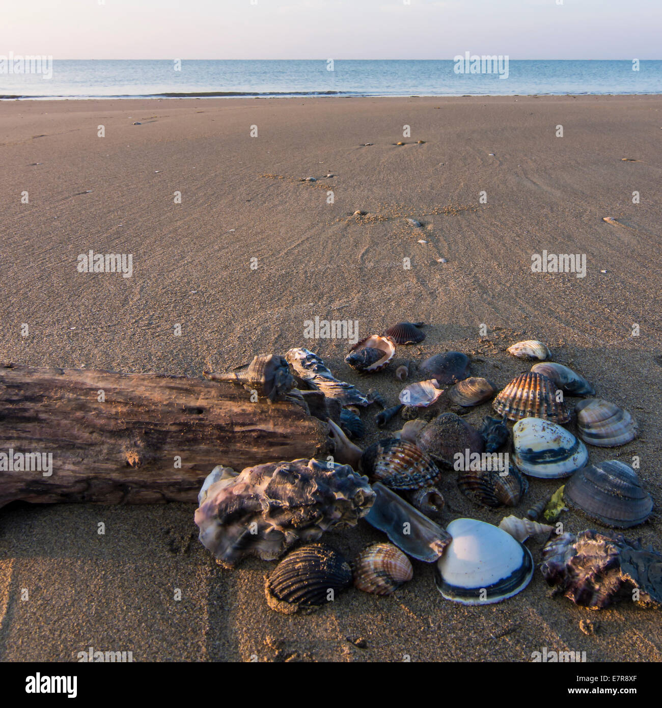 Muscheln und Stücke aus Holz, mit dem Strand im Hintergrund Stockfoto