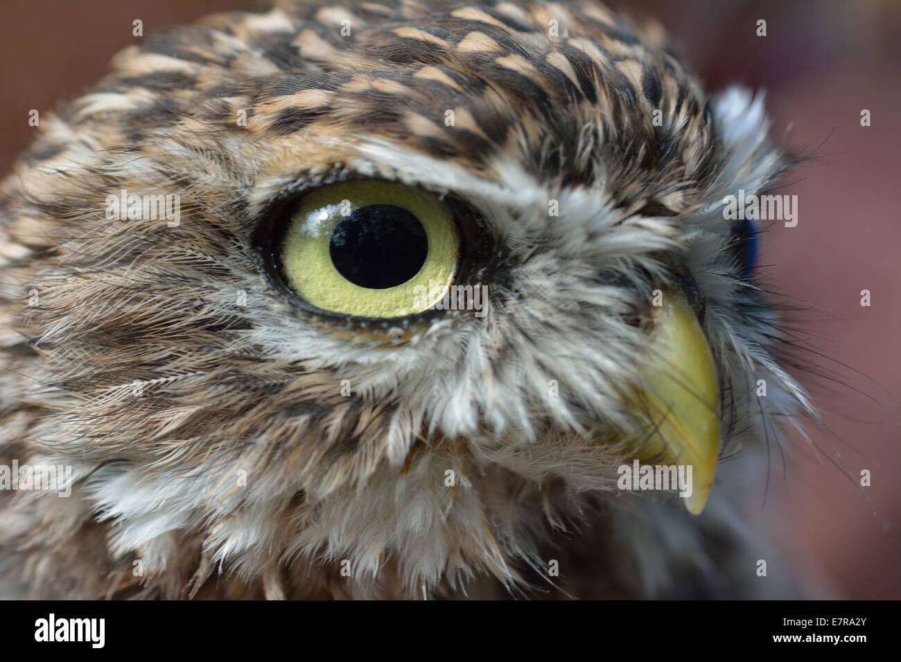 Schuss in den Kopf einer kleinen Eule Stockfoto