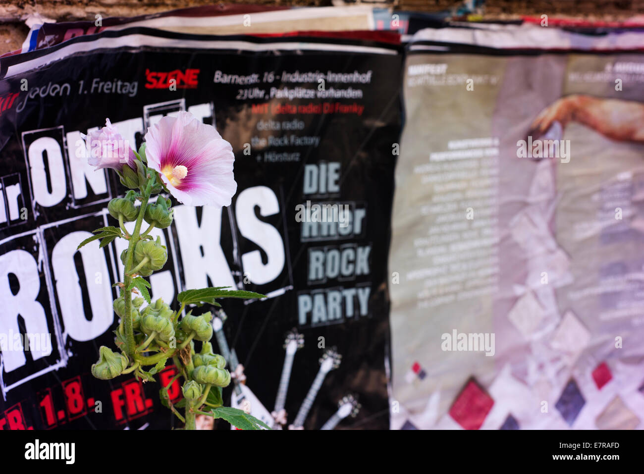 Eine Blume aus dem Fußweg vor Plakate im Stadtteil Hamburgs St. Pauli. Stockfoto