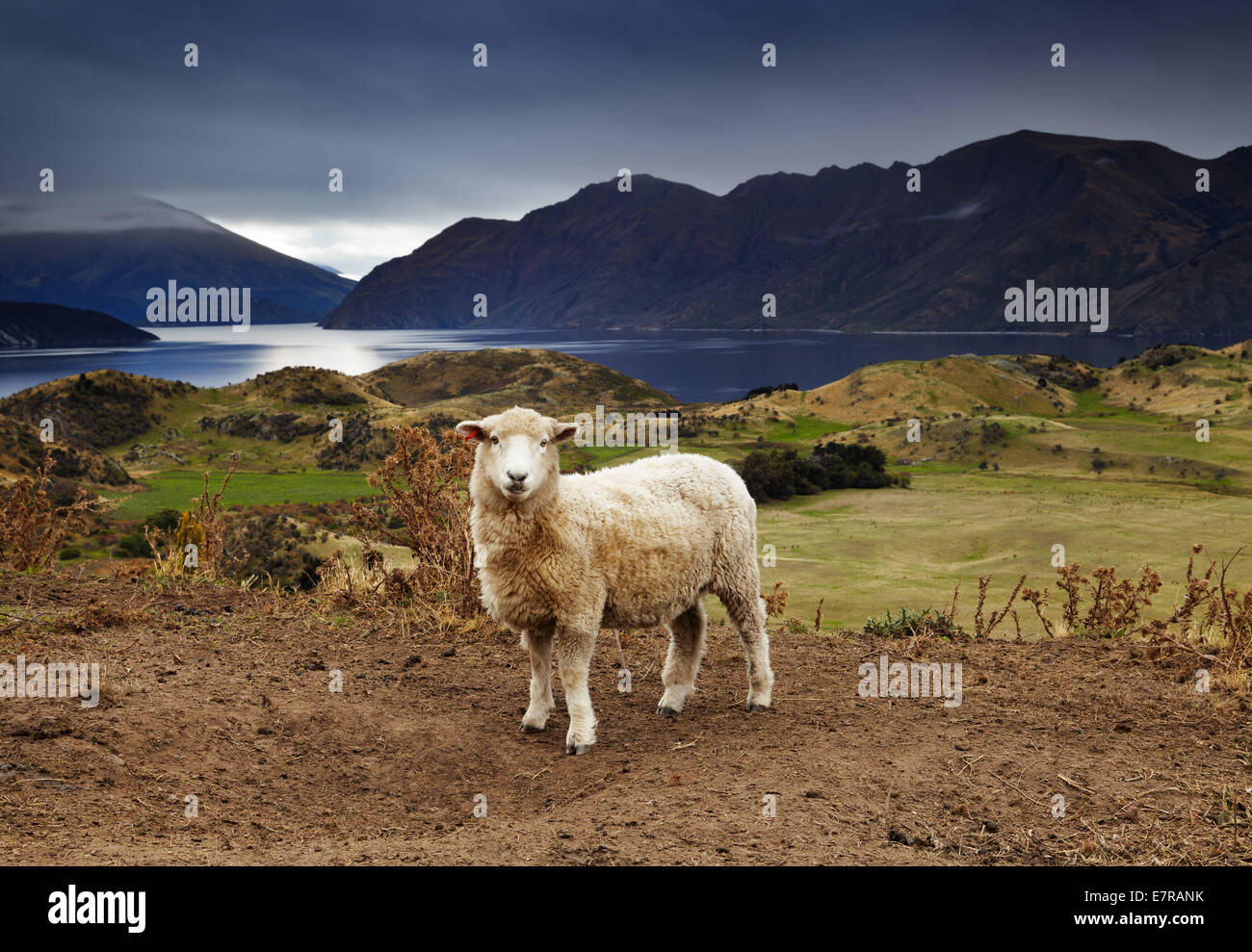 Lake Wanaka, Blick vom Mount Roys, Neuseeland Stockfoto