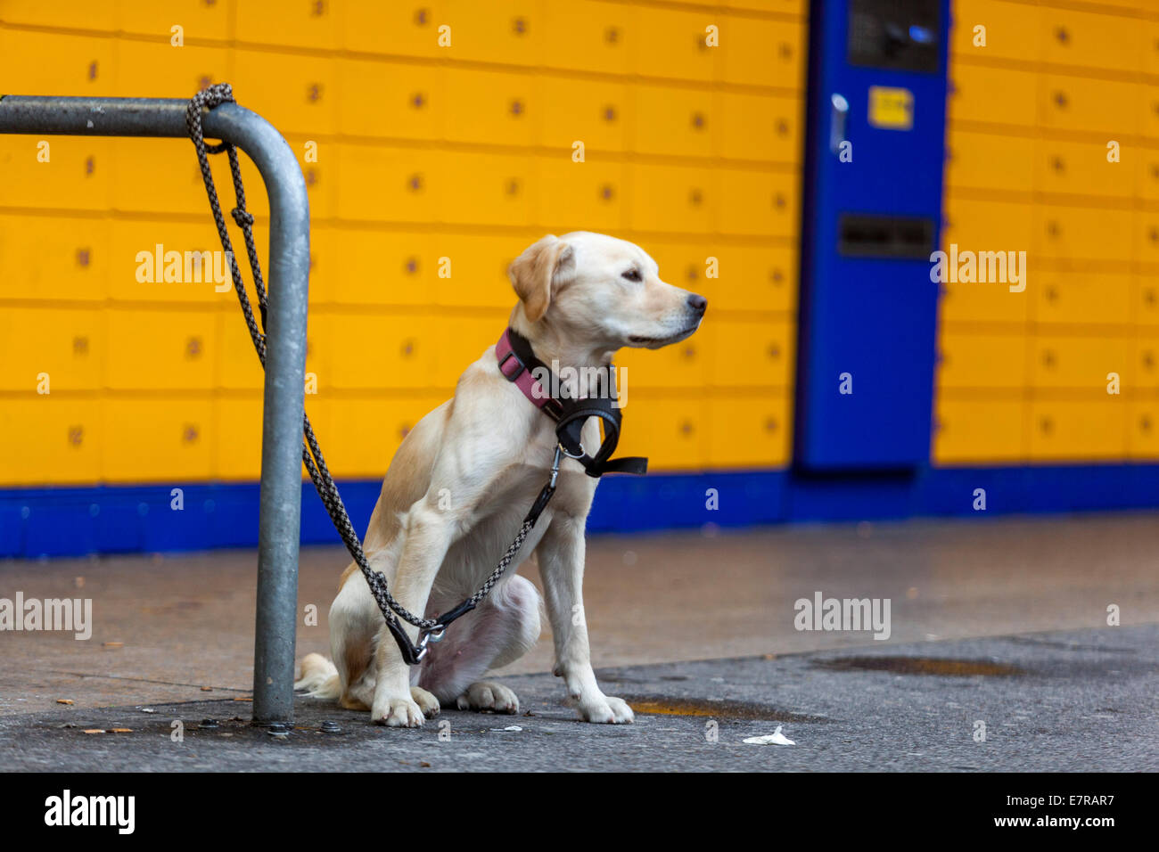 Ein gefesselter Hund wartet vor dem Laden auf seinen Besitzer Stockfoto