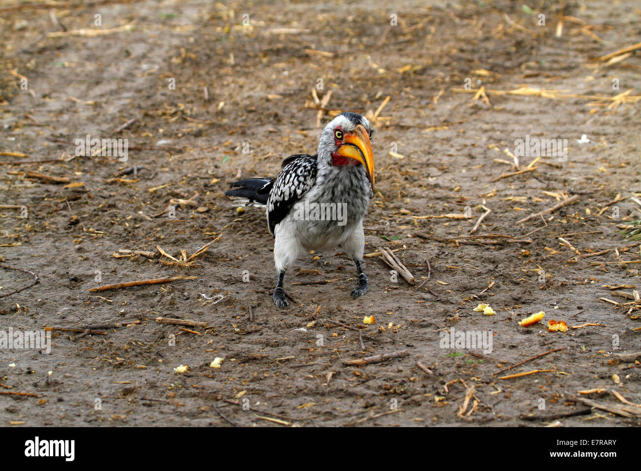 Southern Yellow-billed Hornbill, sehr häufig einheimischen Vogel