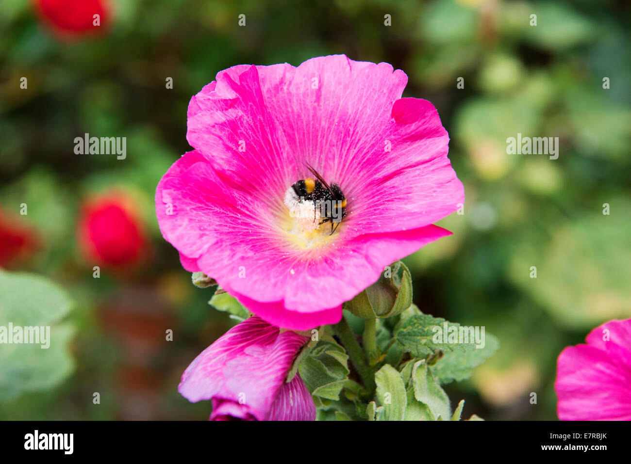 Bienen sammeln Pollen in eine Mohnblume. Stockfoto