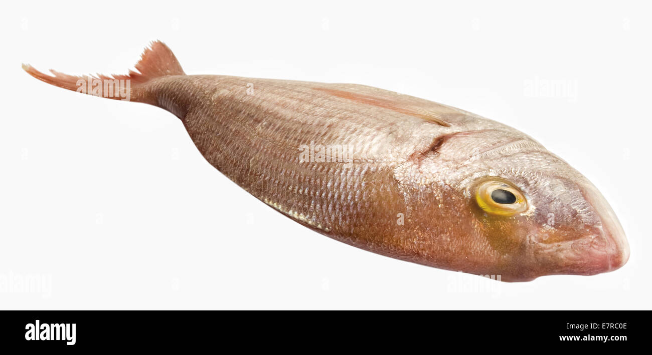 Brassen Fisch Stockfoto
