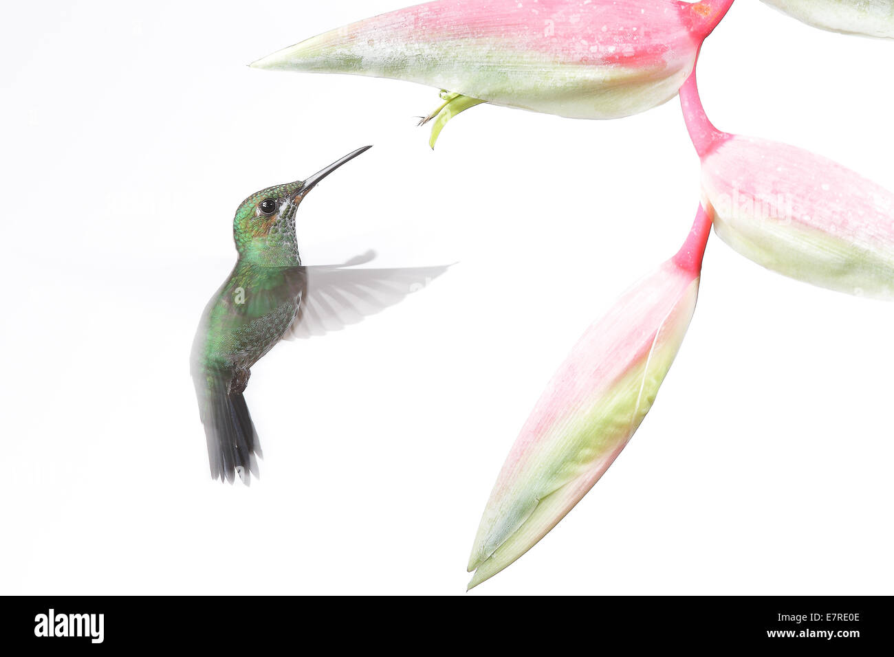 Ummingbird Stockfoto