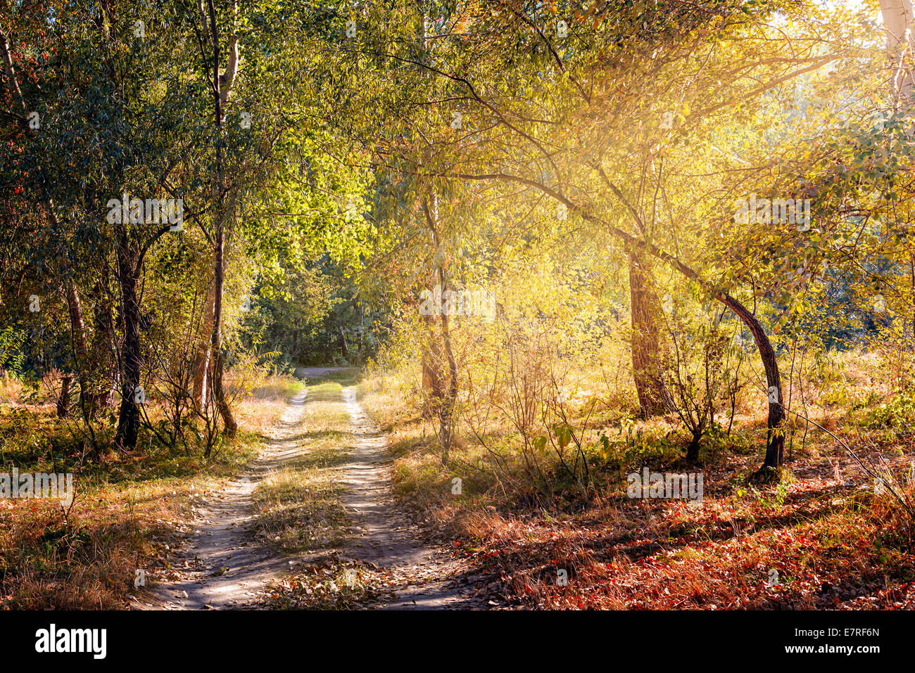 Ein warmer Sonnenstrahl tritt im Wald durch die Äste im Herbst Stockfoto