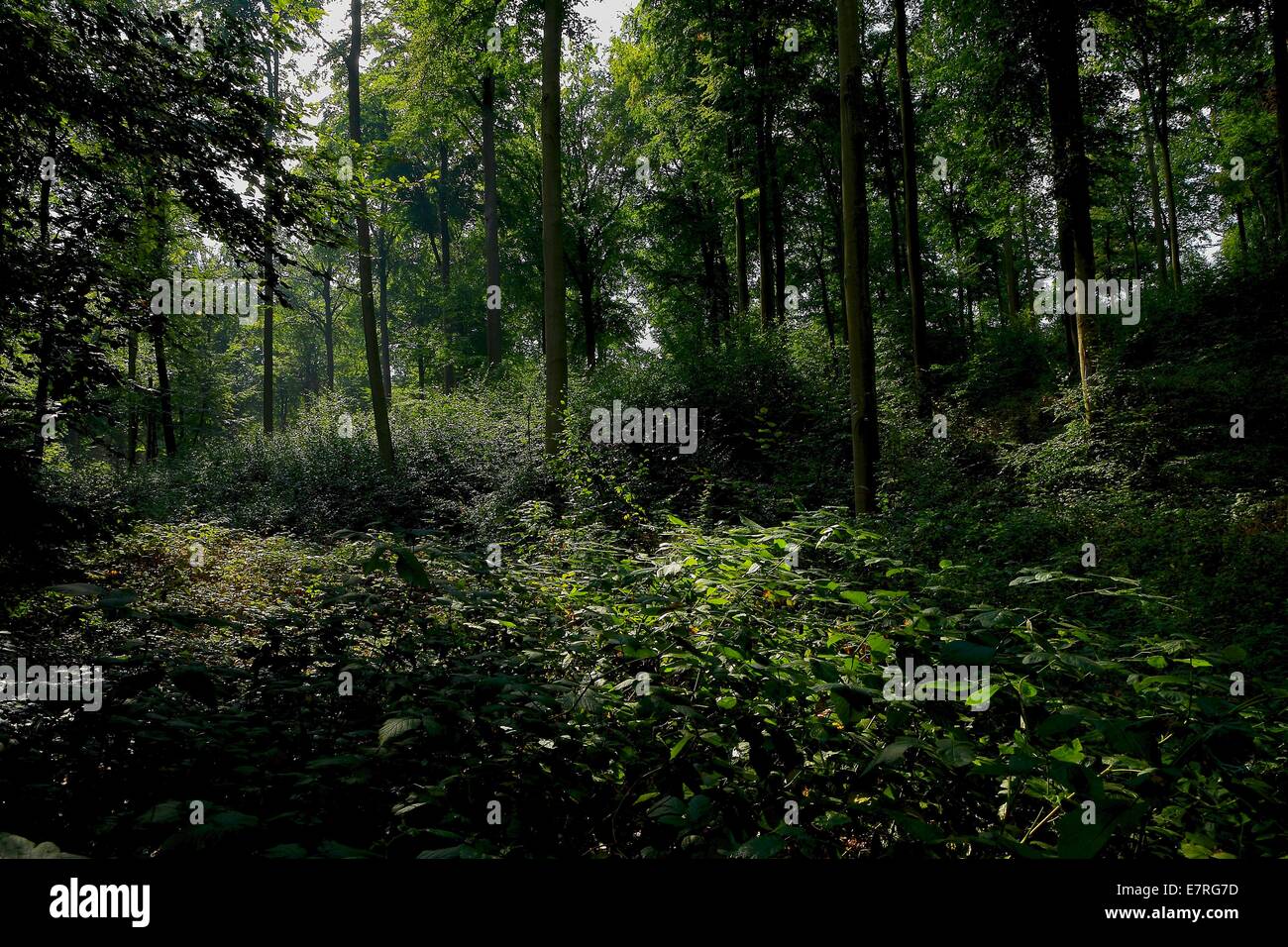 Dichtes Unterholz In einen Buchenwald an einem späten Sommermorgen nach Regen Stockfoto