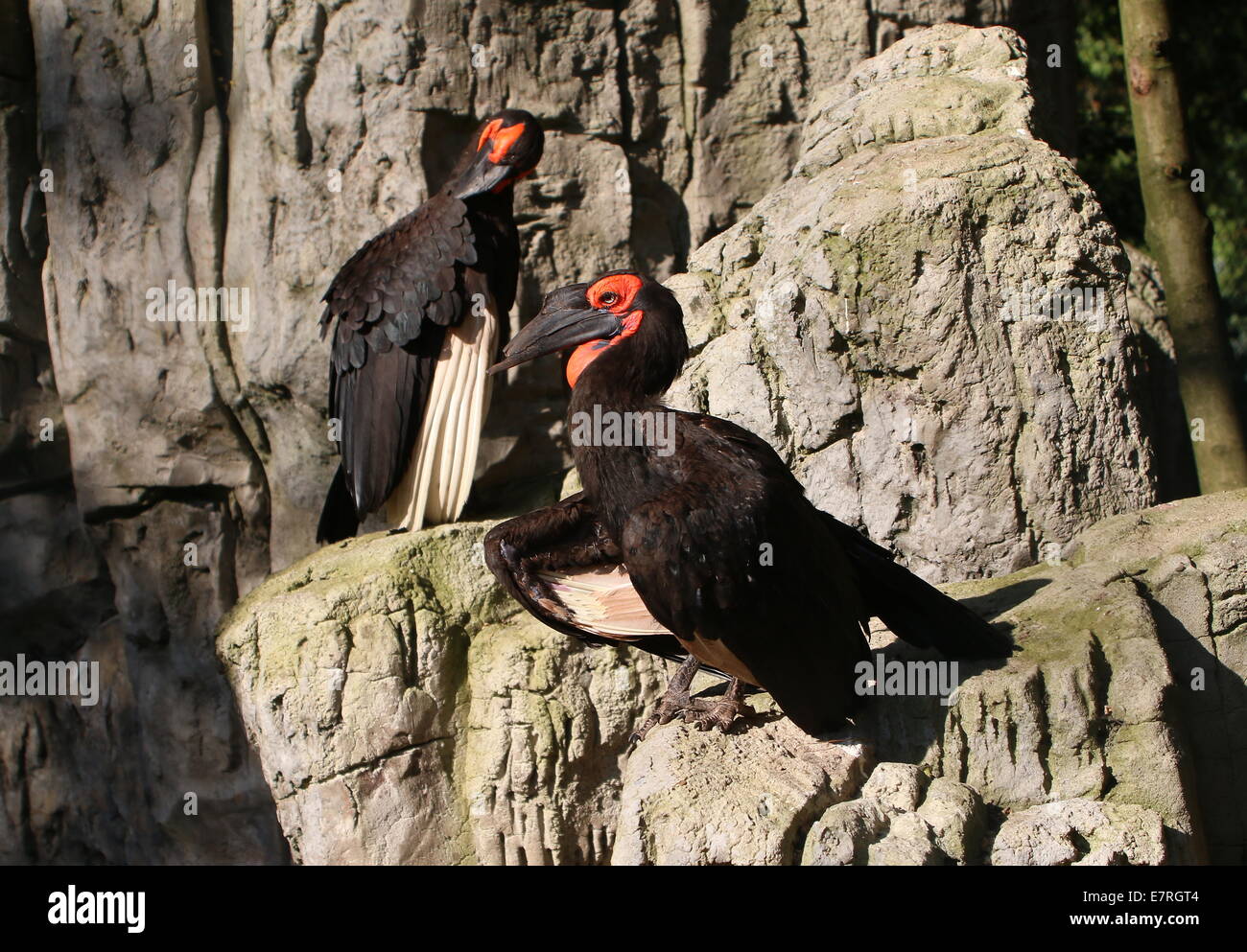 Männliche und weibliche südlichen Boden Nashornvögel (Bucorvus Leadbeateri, ehemals B. Cafer) in einer natürlichen Umgebung Stockfoto