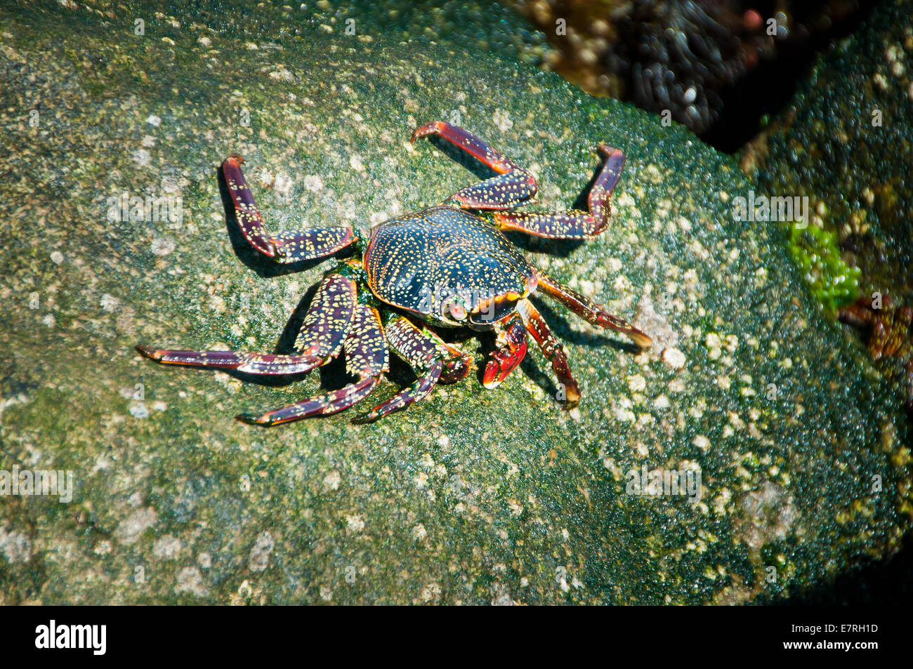 Crab On Rock Stockfotos und -bilder Kaufen - Alamy