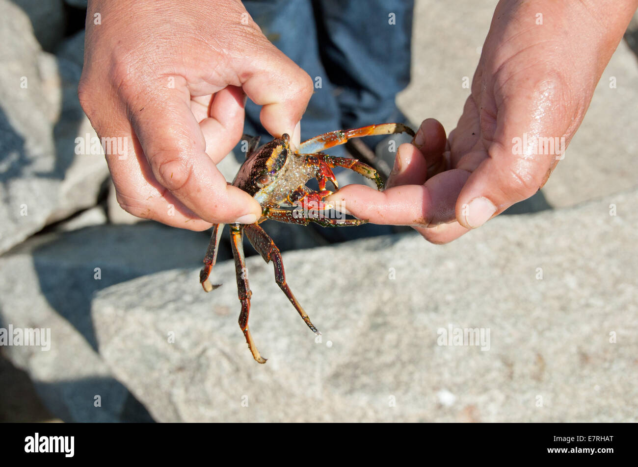 Wütend Krabbe Schaumstoffe an der Mündung und Nips einen Finger mit seinen Scheren Stockfoto