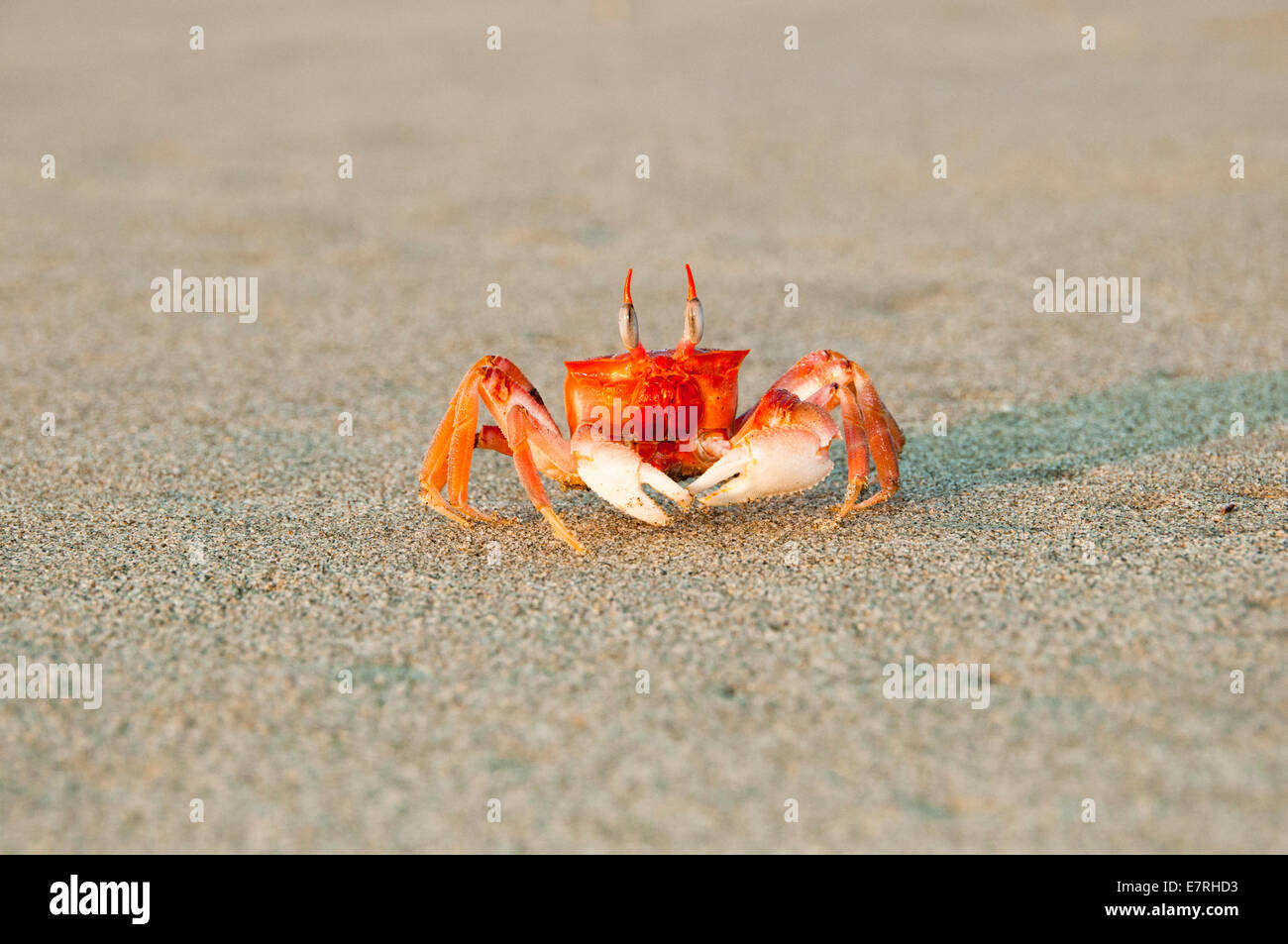 Frontale Ansicht der Alert gemalt Ghost Krabben (Ocypode Gaudichaudii) Stockfoto