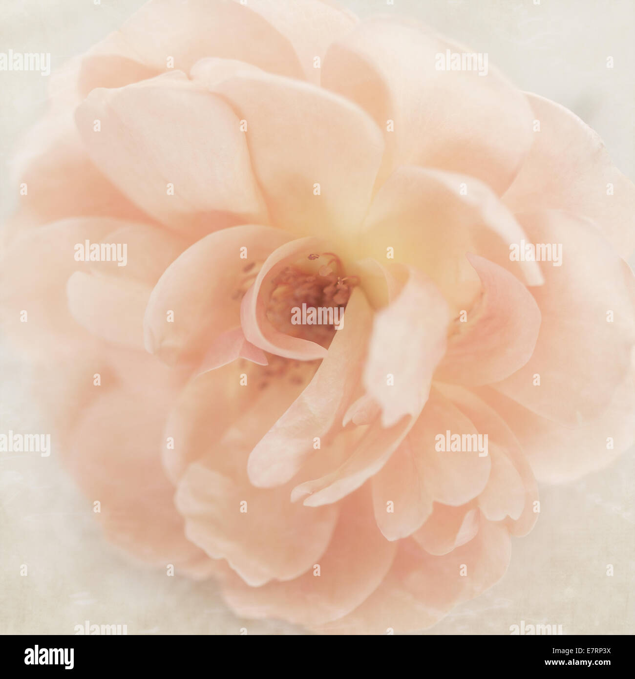 Vintage Hochzeit Pfirsich pink Garten rose Blume auf Creme Retro-Pergament-Papier-Hintergrund Stockfoto