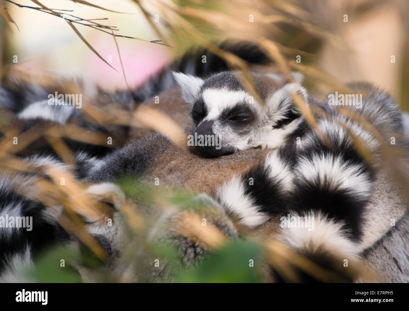 Bristol, UK. 23. Sep, 2014. Die wilden Ort-Projekt wurde von Bristol Zoo im Jahr 2013 eröffnet. Der Ring Tailed Lemuren sind eine beliebte Attraktion und repräsentieren die Tierwelt Madagaskars. Heute zusammengekauert sie Slepts in den frühen Herbst-Sonne, bis der Halter mit ihrer Nahrung kamen. Erwachen langsam sie wurden bald in den Genuss ihrer Mahlzeit gemischtes Gemüse. Ein Teil des Eintrittspreises geht in Richtung unterstützende Lemuren und Erziehung Dorfbewohner in Madagaskar. Bildnachweis: Herr Standfast/Alamy Live-Nachrichten Stockfoto