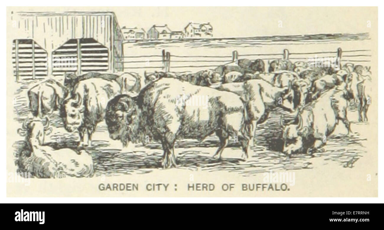 Diese Illustration aus dem Jahr 1891 zeigt Garden City, Kansas, mit einer Büffelherde, die eine historische Szene der amerikanischen Tierwelt und des Grenzlebens während des späten 19. Jahrhunderts einfängt. Stockfoto