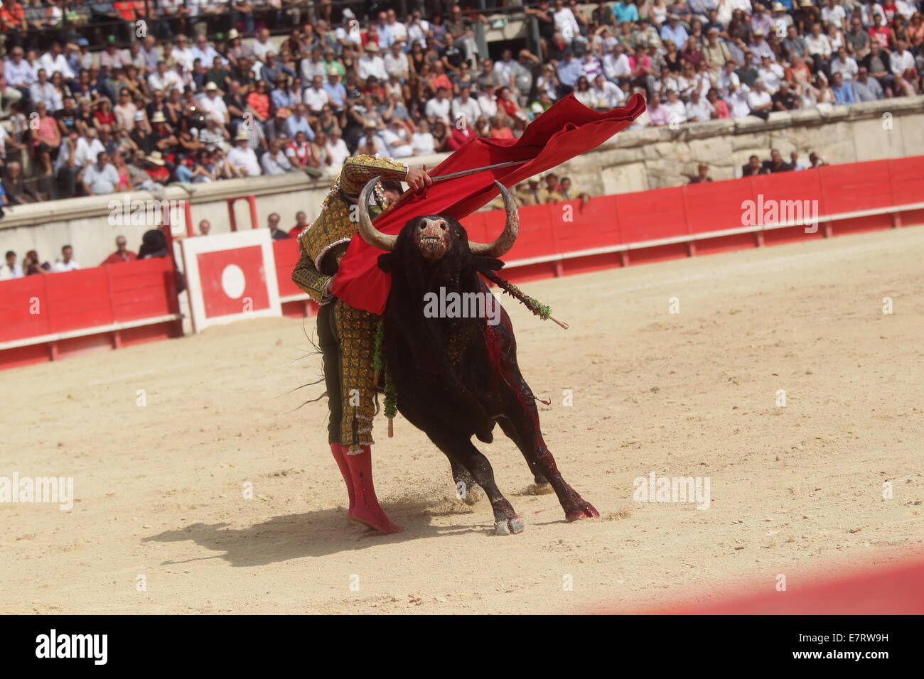 Nimes, Frankreich. 20. Sep, 2014. Der Stierkampf auf der Feria des Vendanges-Festival. Mehreren Mischstil des Stierkampfes auf dem Festival. GRANEDERIA SANCHEZ Y SANCHEZ, PABLO HERMOSO DE MENDOZA © Aktion Plus Sport/Alamy Live-Nachrichten Stockfoto