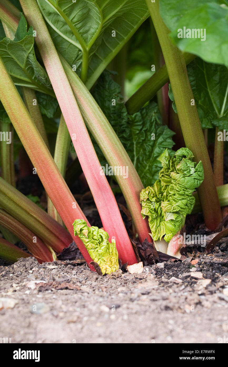 Rheum X hybridum "Reeds Champagner" im Garten wächst. Stockfoto