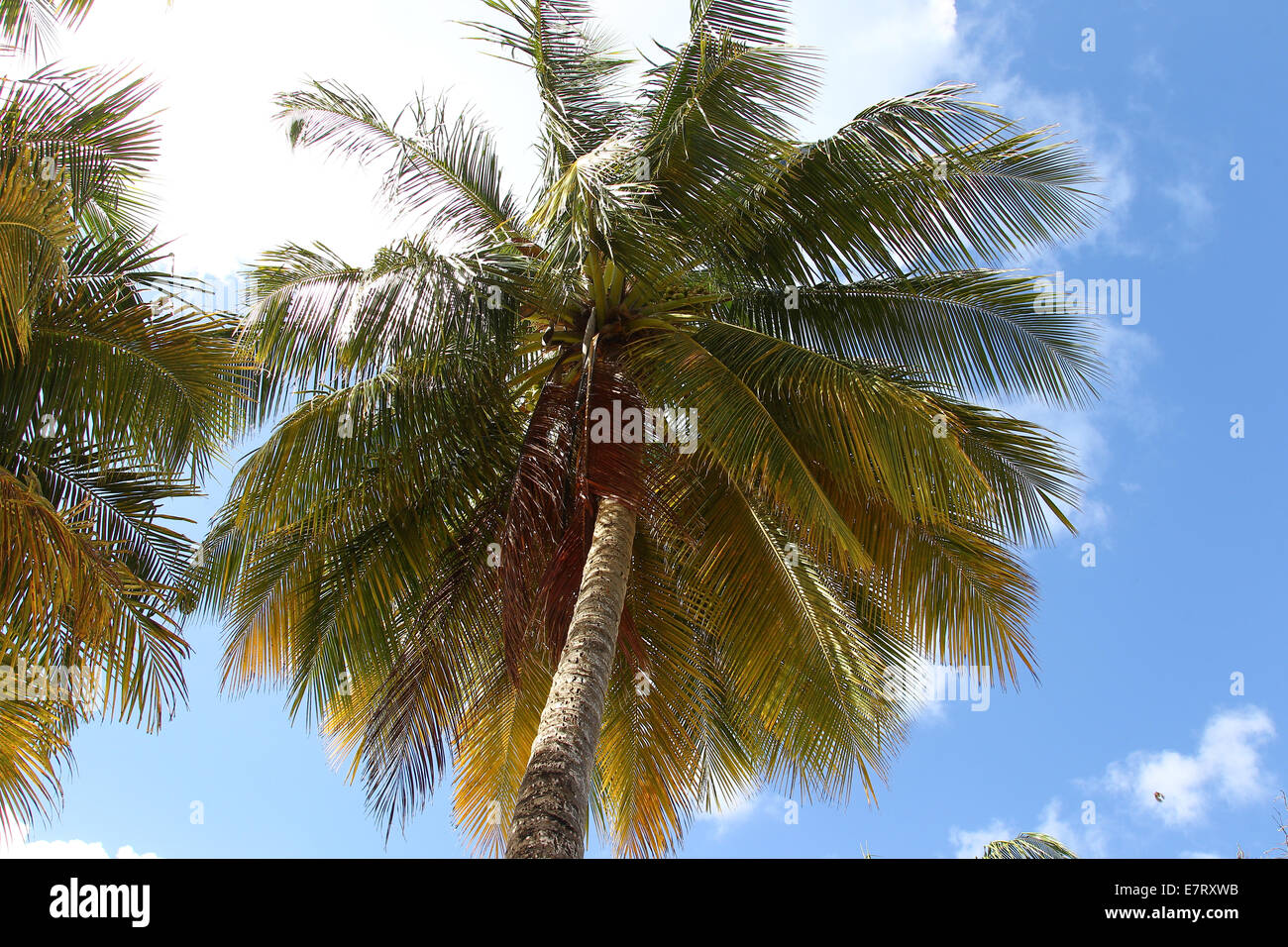 Blick nach oben am Karibik-Strand, Palmen, Sand, Kokosnüsse Stockfoto