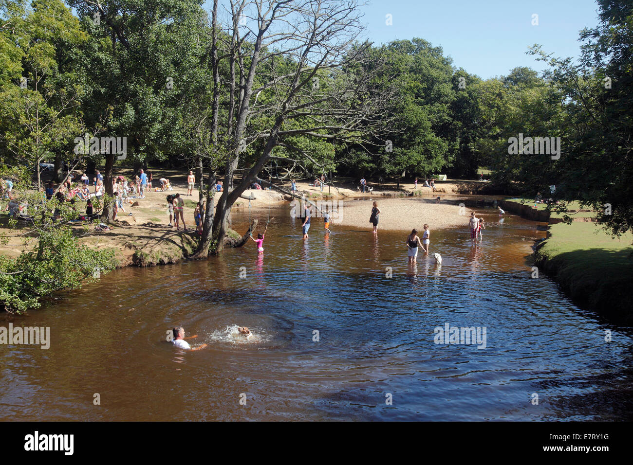 New Forest und The Highland Wasserstrom in der Nähe von Brockenhurst Hampshire Stockfoto