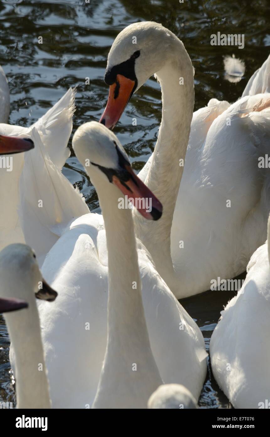 Höckerschwäne gefüttert an den Ufern des Flusses Avon, London, Vereinigtes Königreich Stockfoto