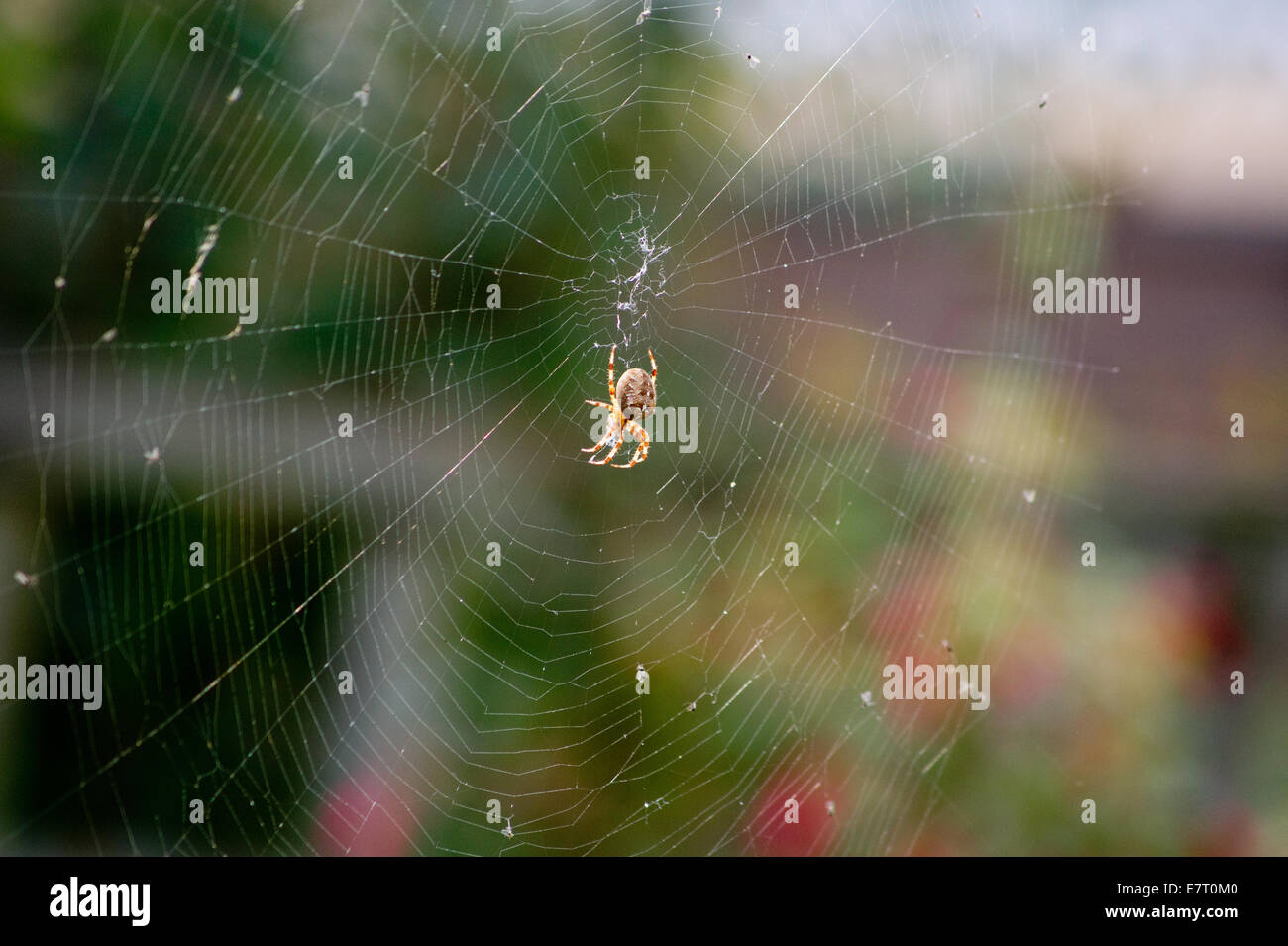 Kreuzspinne im web Stockfoto