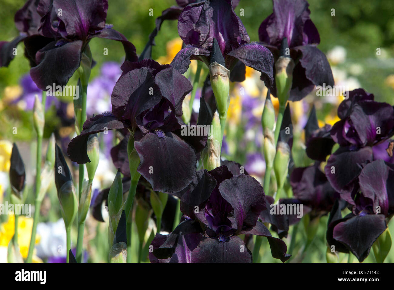Schwarze Iris hohe Bartirisen Dunkle, tiefe Blütenkoloe Stockfoto