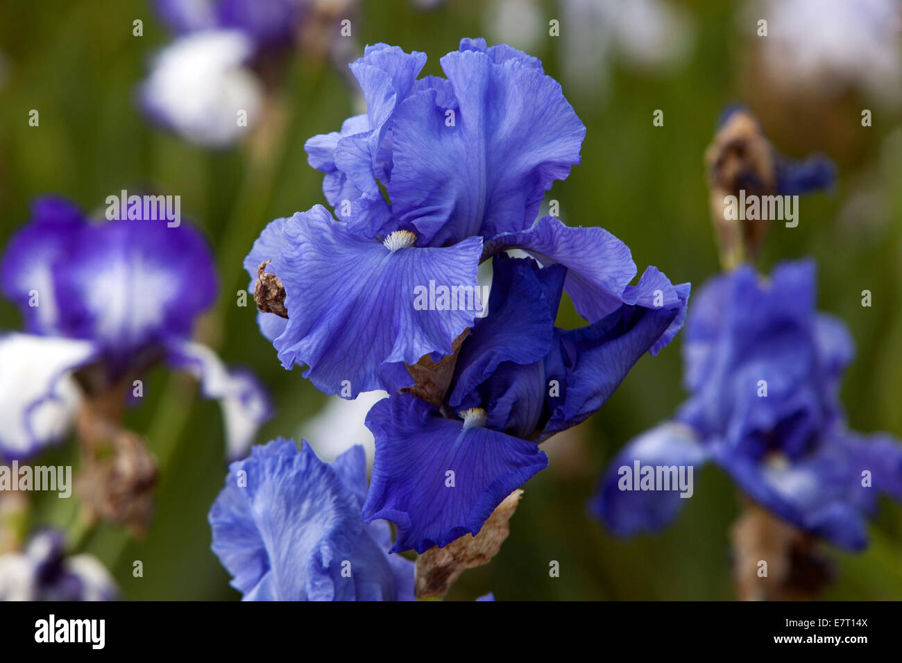Tall Bearded Iris, Iris Blume blau Iris Stockfoto