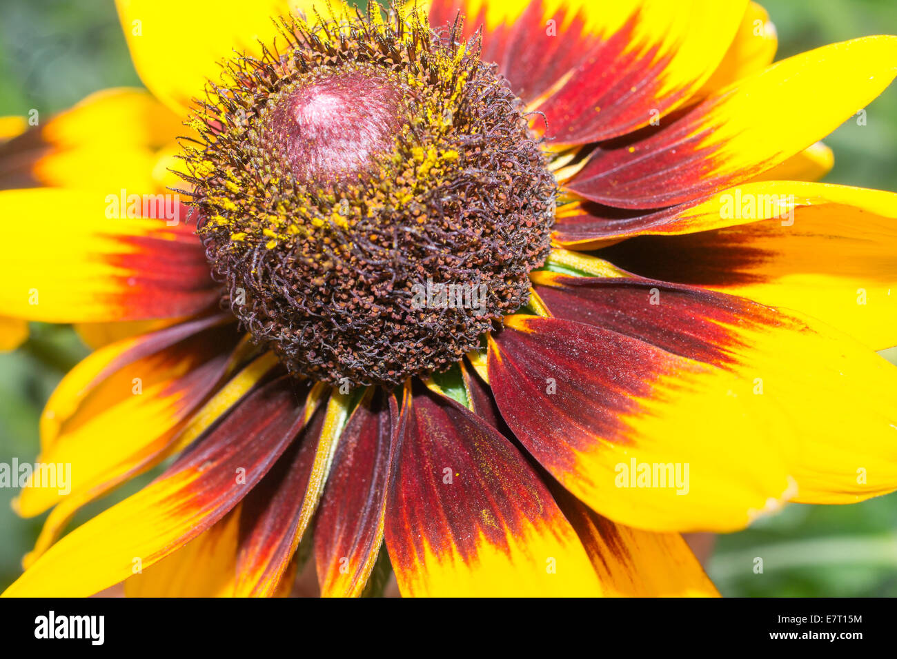 black eyed Susan, Rudbeckia Hirta, gelbe Blume, gelb, Sonne, Sommer, Herbst, Blumen, Blüte, Blume, Blüten, Blüte, Stockfoto