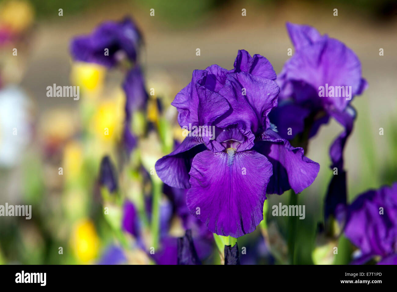 Bunten Blumen im Garten Stockfoto