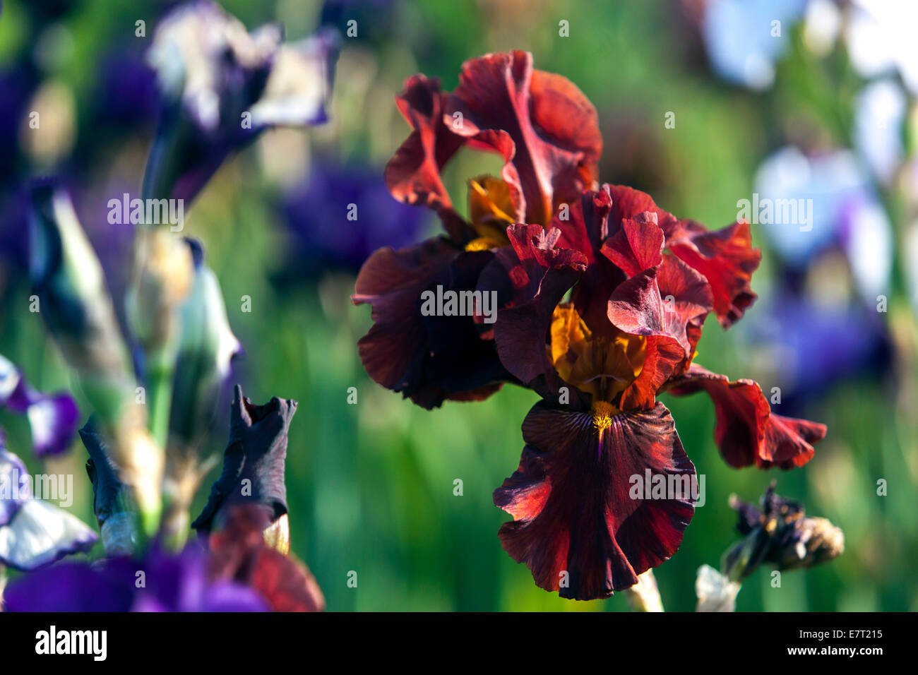 Bunten Blumen im Garten Stockfoto