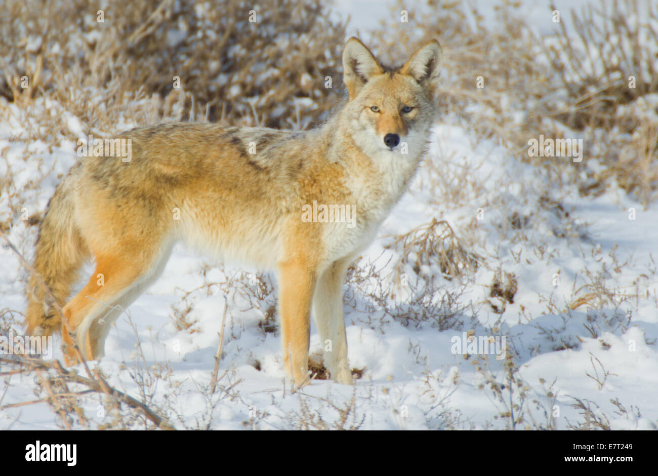 Ein Kojote hält in den frischen Schnee von Rocky Mountain Arsenal National Wildlife Refuge in Denver, Colorado Stockfoto