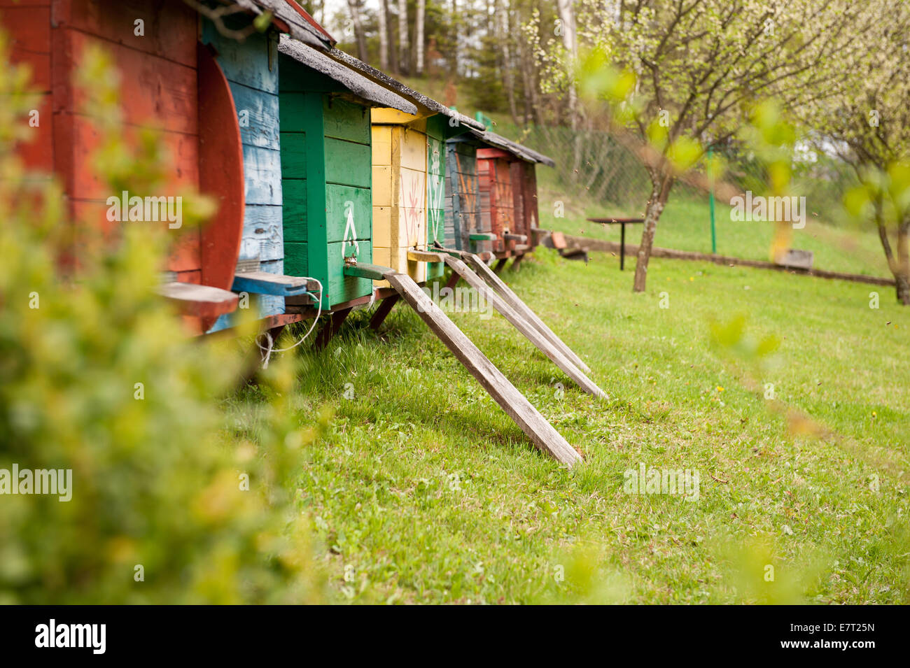 Bienenstand oder Biene Hof, kleine bunte Holzkisten Zeile Stockfoto