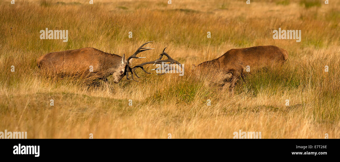 Rotwild Hirsche kämpfen während der Brunftzeit im Richmond Park. Stockfoto